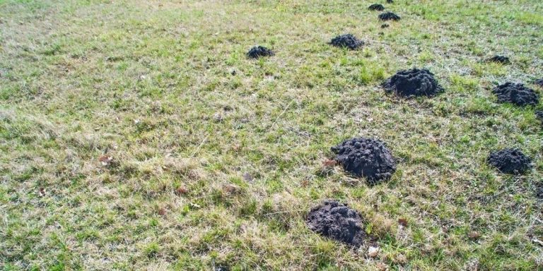 Comprendre l'origine des trous dans le jardin sans monticules